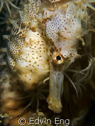 Shy Guy! Taken in Perhentian Island with Canon G9 & Inon ... by Edvin Eng 
